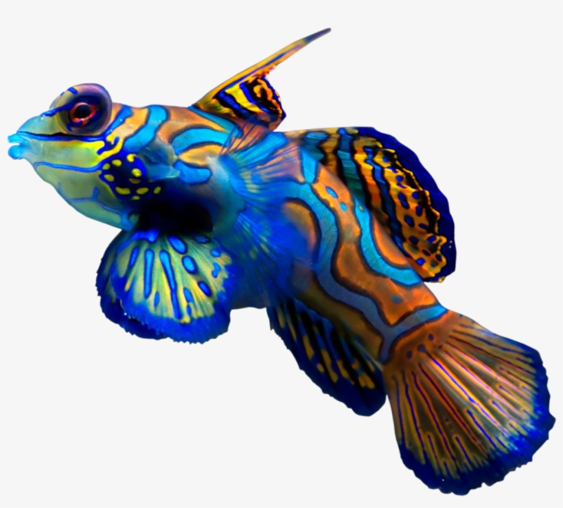 Coral Reef Fish By Hrtddy On Deviantart Vector Library - World Most Beautiful Creature, transparent png download
