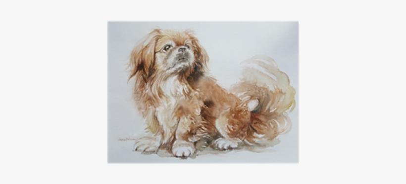 Cocker Spaniel, transparent png download