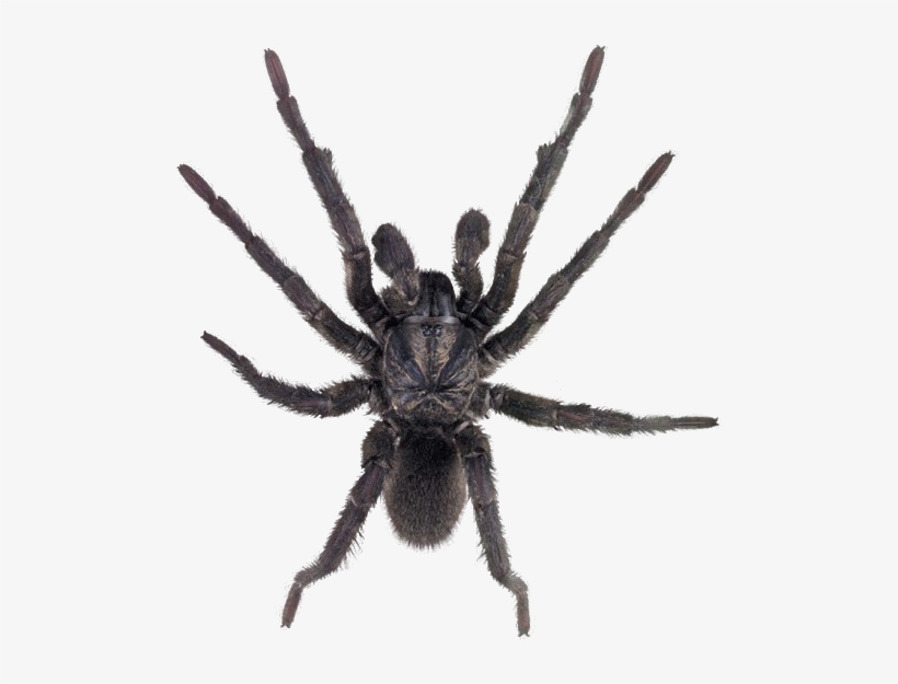 Spider Png, transparent png download