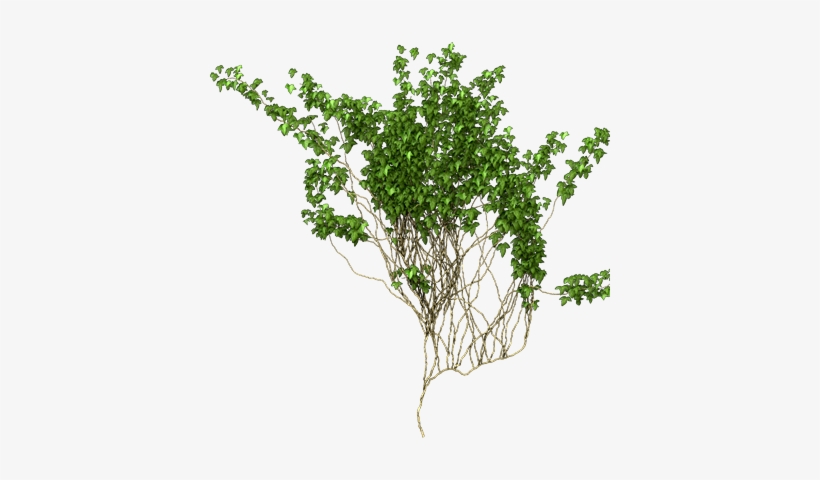 Free Icons Png - Ivy Png, transparent png download