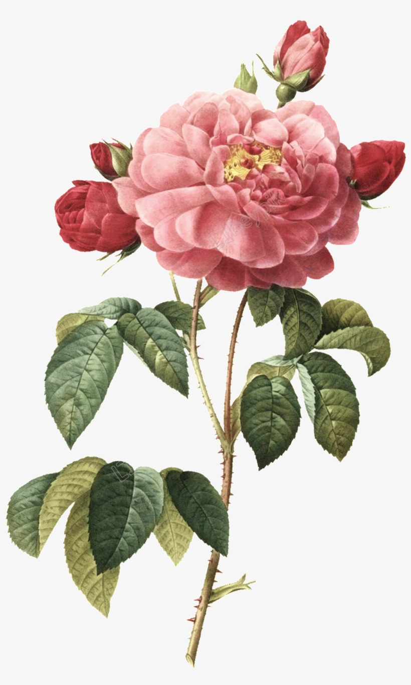 Hand Painted Illustrations Free Handpainted - Rosa Gallica Greeting Cards, transparent png download