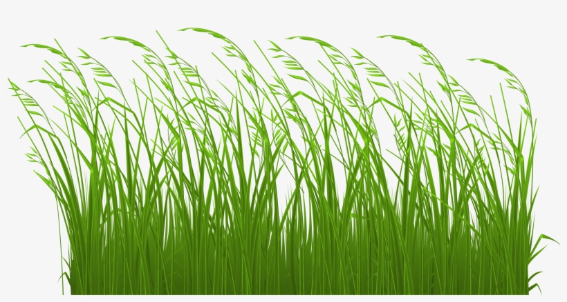Tall Grass Clipart, transparent png download