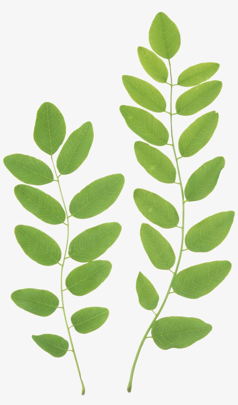 Green Leaves Png Clipart - Green Leaves Transparent Background, transparent png download