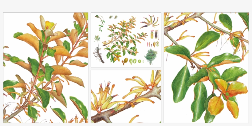 Taxillus Yadoriki , 2014 , Watercolor , 650×530 - Lab Girl, transparent png download