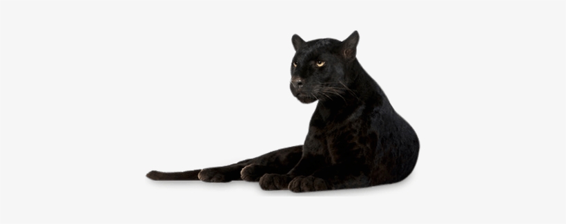 Panther Lying Down - Picsart Photo Studio, transparent png download