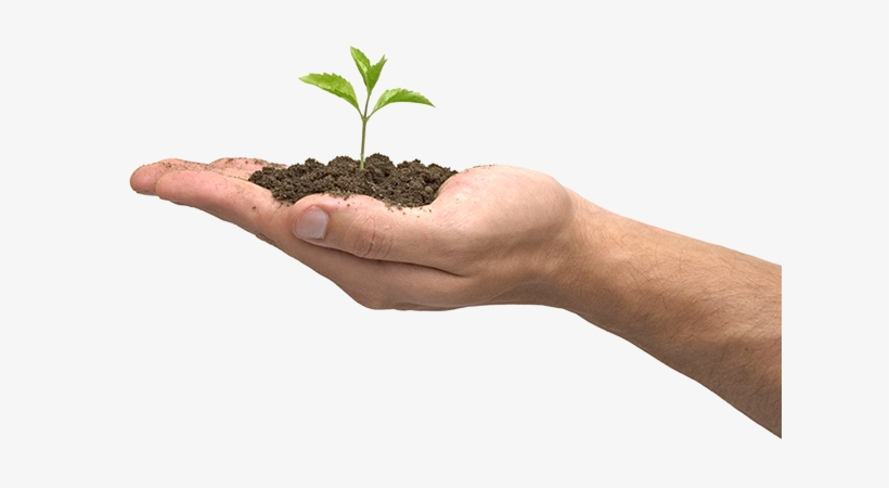 Soil, Tree, Hands - Seguridad Y Medio Ambiente, transparent png download