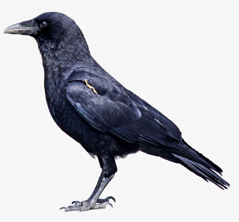 Raven Bird Png Photos - Crow Bird, transparent png download