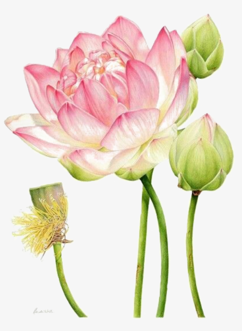 Report Abuse - Botanical Illustration Lotus, transparent png download