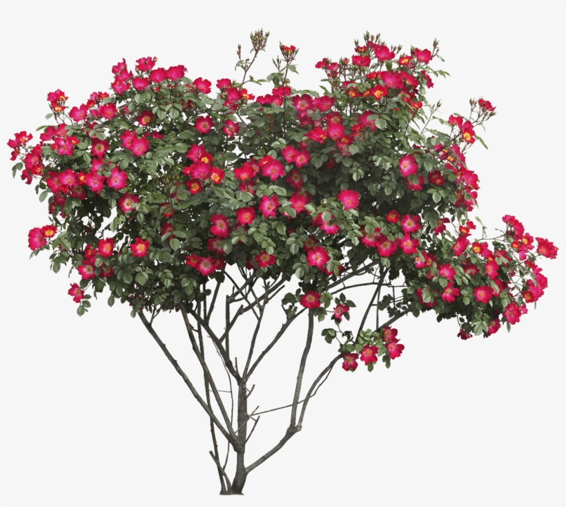 Free Png Bush Png Images Transparent - Flower Tree Png, transparent png download
