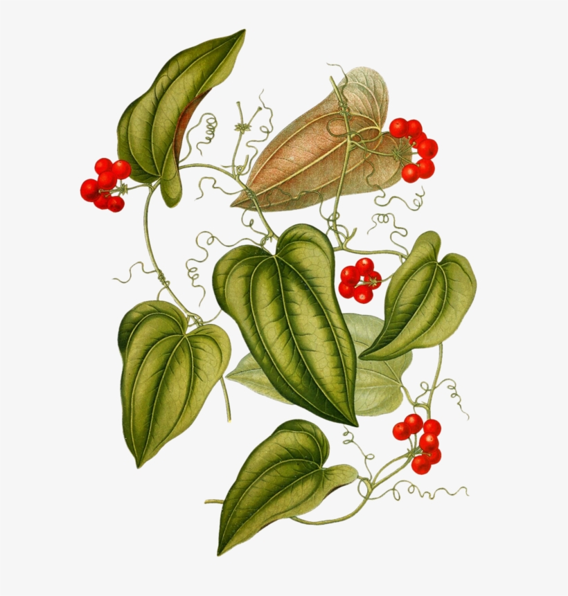 Image Du Blog Zezete2 - Smilax Medica, transparent png download