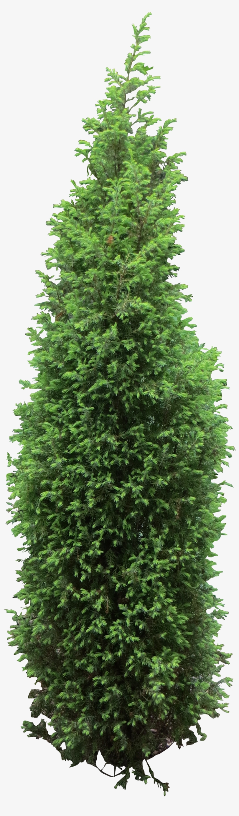 Free Icons Png - Arborvitae Tree Png, transparent png download