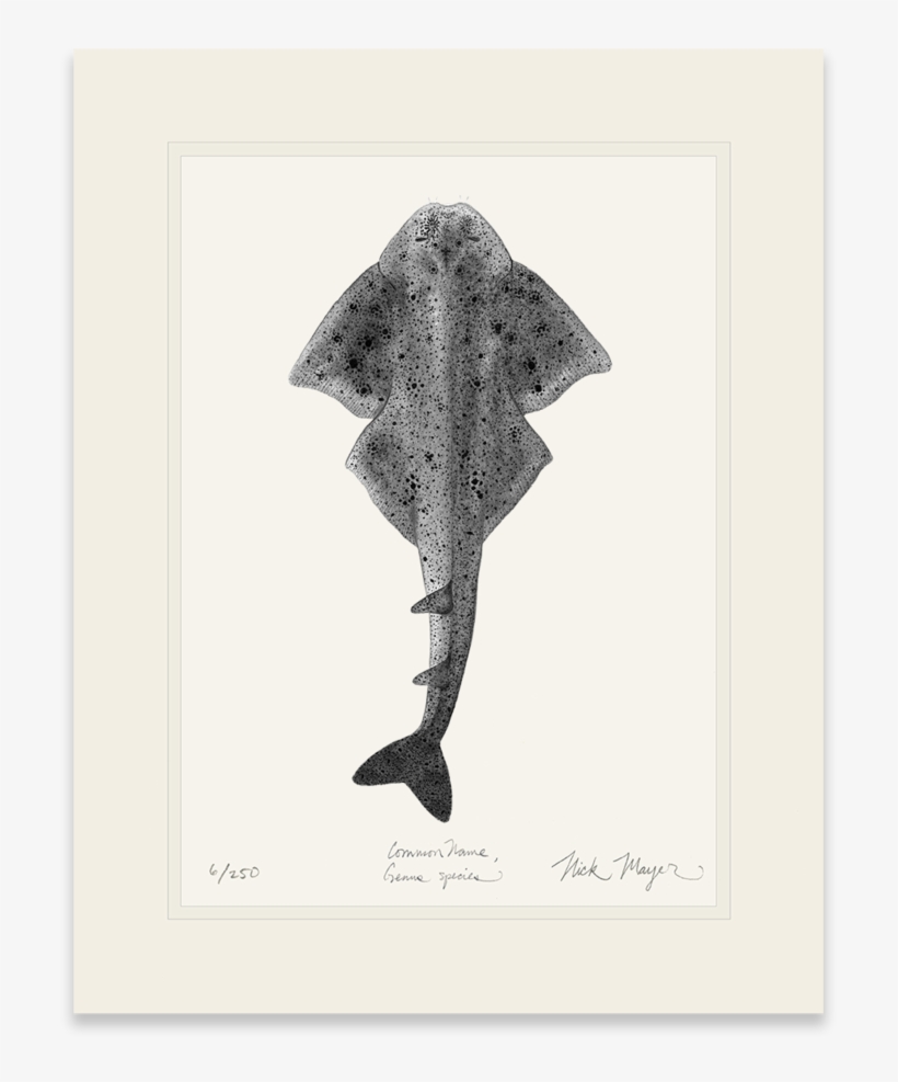 Angel Shark - Shark, transparent png download