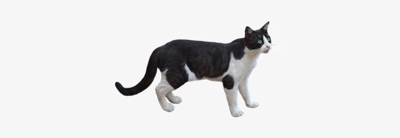 Png, Cat, Pet, Feline, Bottomless - Animales Png, transparent png download