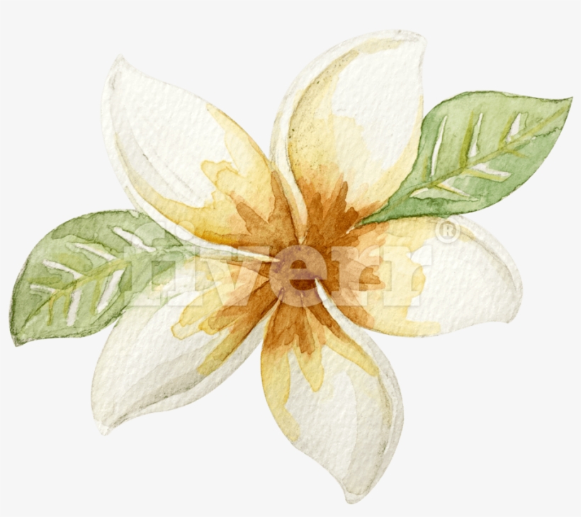 Lily, transparent png download