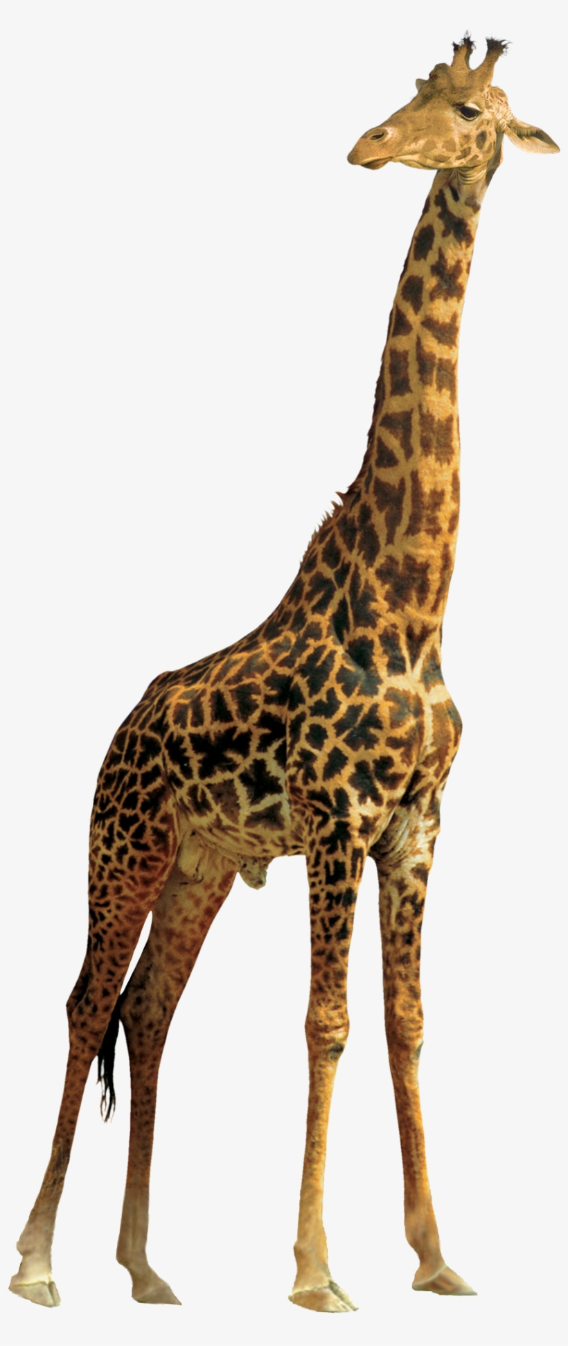 Animals Png Picture Royalty Free Library - Giraffe Png, transparent png download
