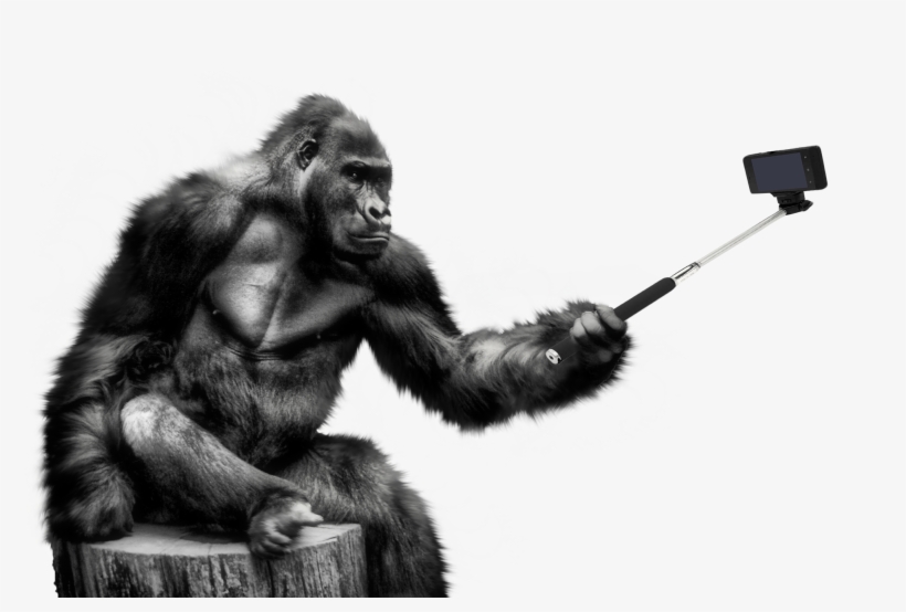 Gorilla Png, transparent png download