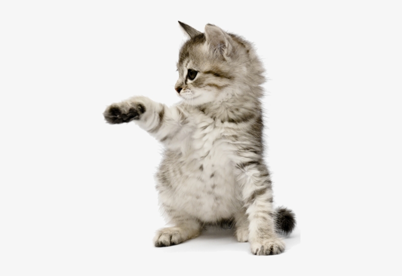 Kitten Grey Png - Grey Kitten Png, transparent png download