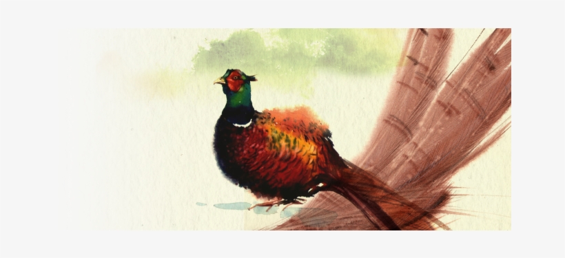 Discover More - Pheasant Watercolour, transparent png download