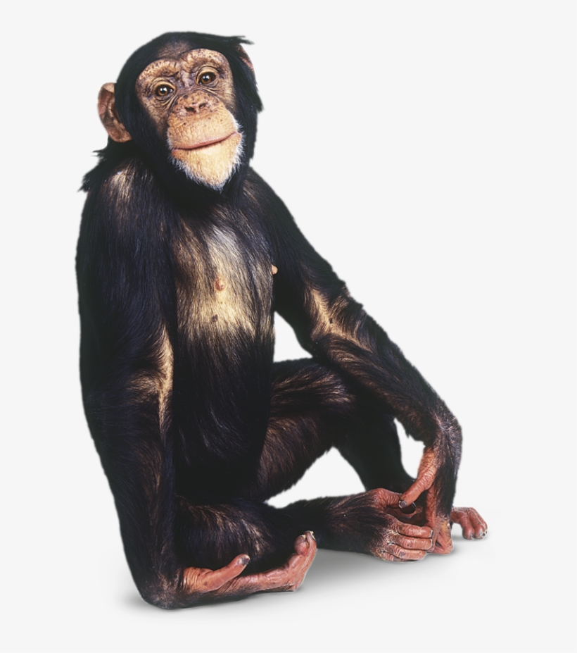 Free Monkey, Animal 2, Chimpanzee, Primates, Animals - Monkey Png, transparent png download