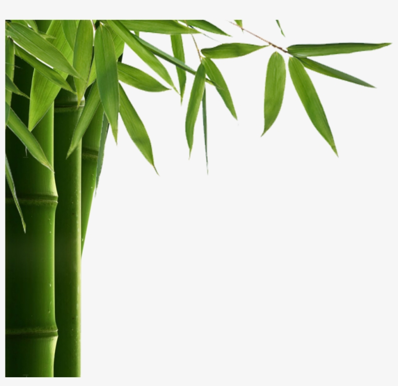 Bamboo Leaf Png Hd - Transparent Bamboo Png, transparent png download