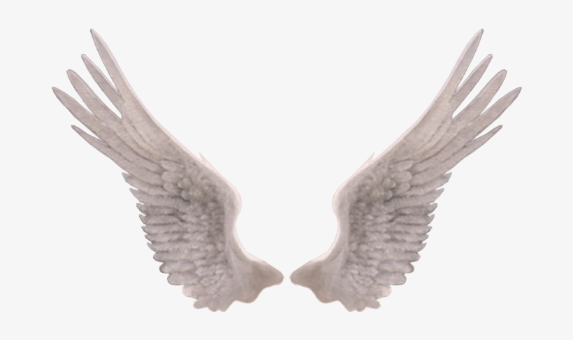 Report Abuse - Aile D Ange Blanche, transparent png download