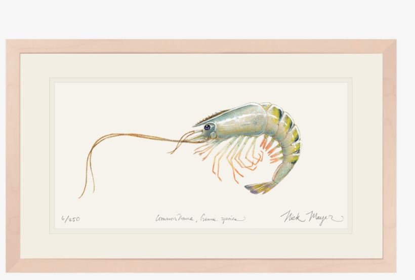 Giant Tiger Shrimp Original Watercolor Painting - Watercolor Painting, transparent png download