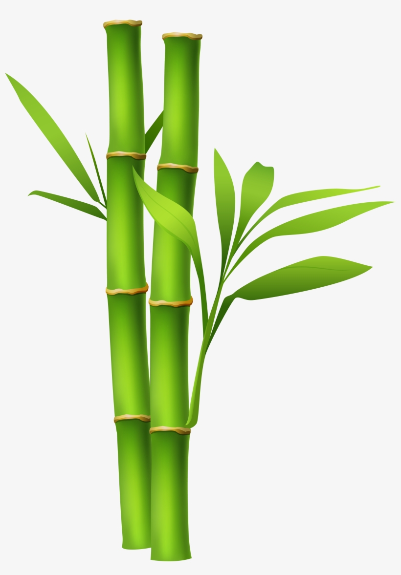 Bamboo Clipart, transparent png download