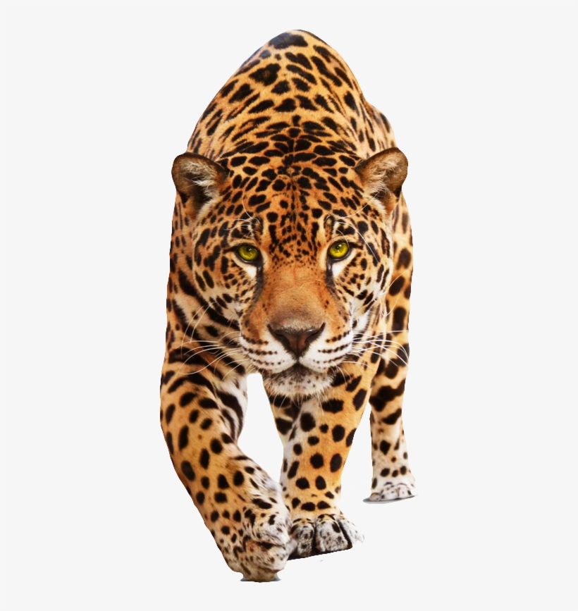 Jaguar Png Hd - Jaguar Png, transparent png download