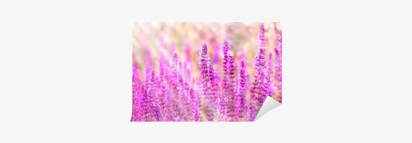 Purple Meadow Flowers Illuminated With Morning Sun - Flower, transparent png download