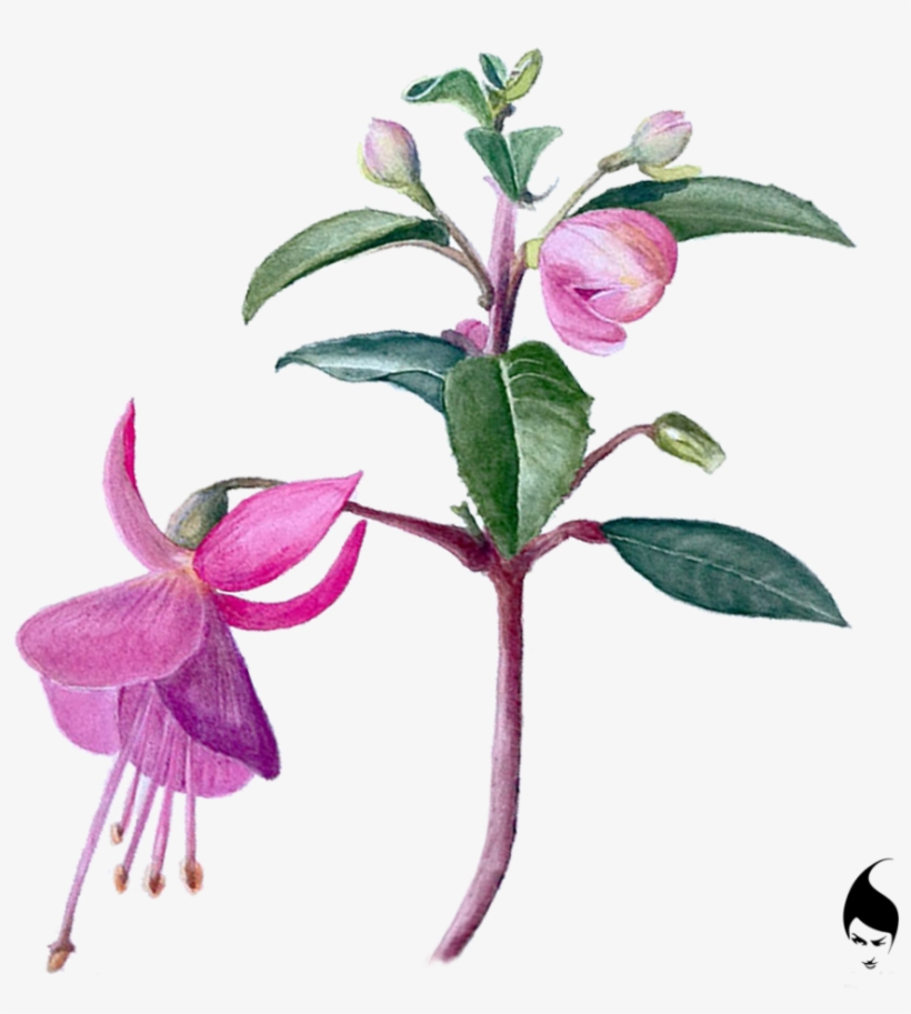 Botanical Watercolor Illustrations - Behance, transparent png download