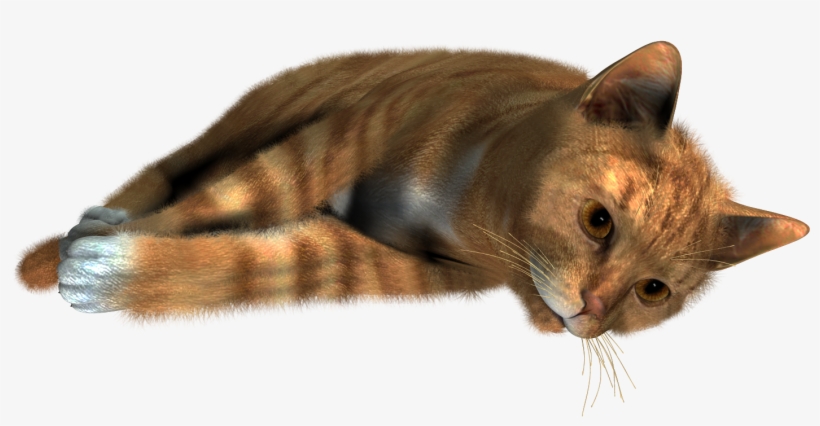 Siamese Cat Transparent Background, transparent png download
