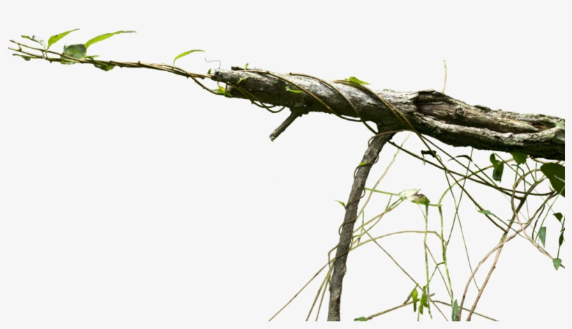 Creepy Vine - Vine Png, transparent png download