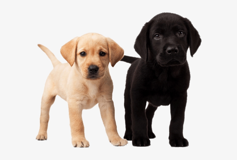 Cute Puppies - Yappy Hour, transparent png download