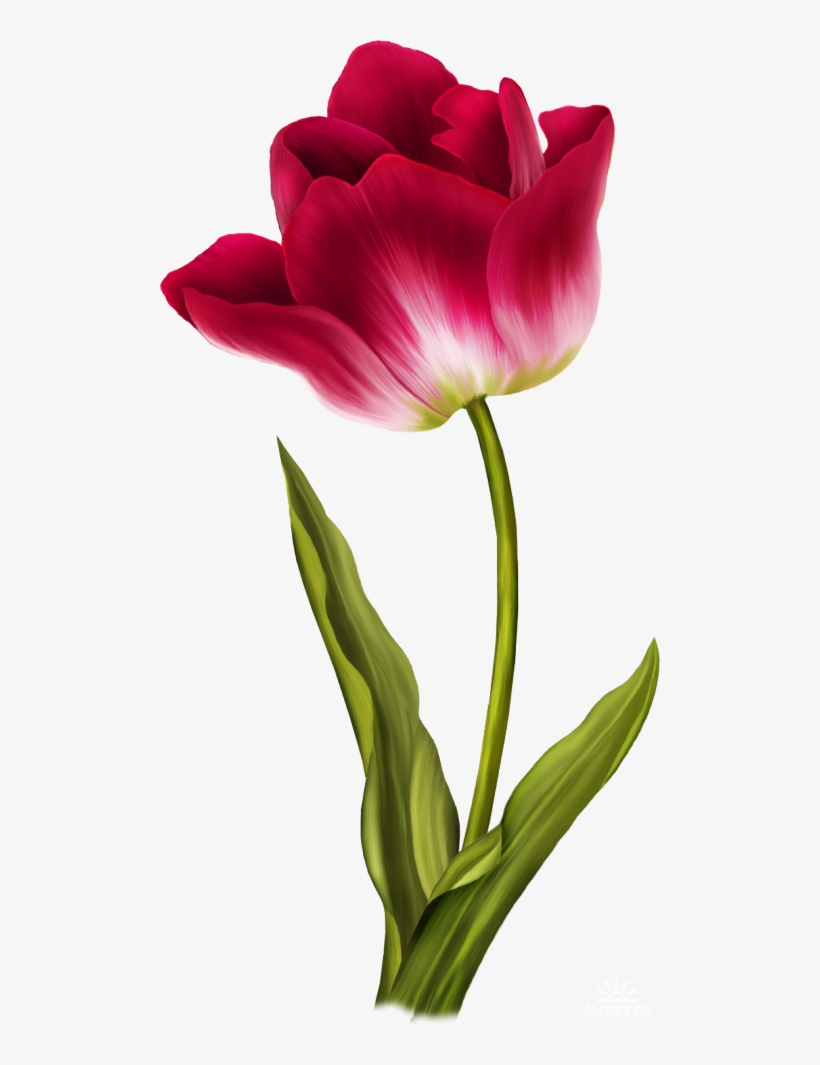 Tulip Png Image - Tulip Png, transparent png download