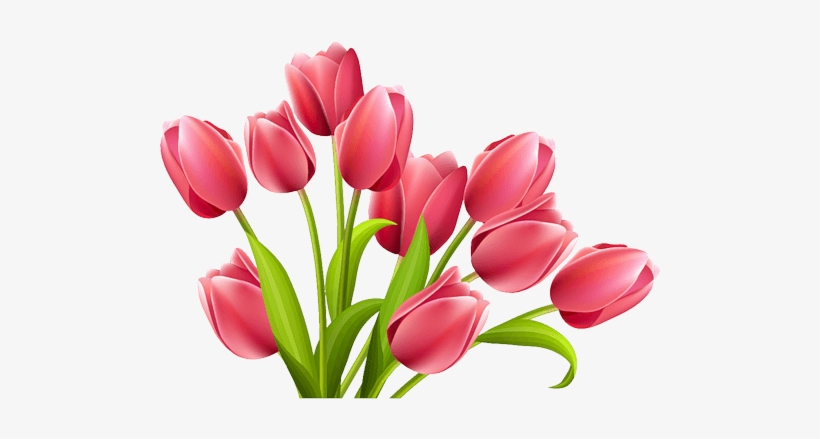 Flowers Tulip Flower Pink Png Png Image Transparent Png Free Download On Seekpng
