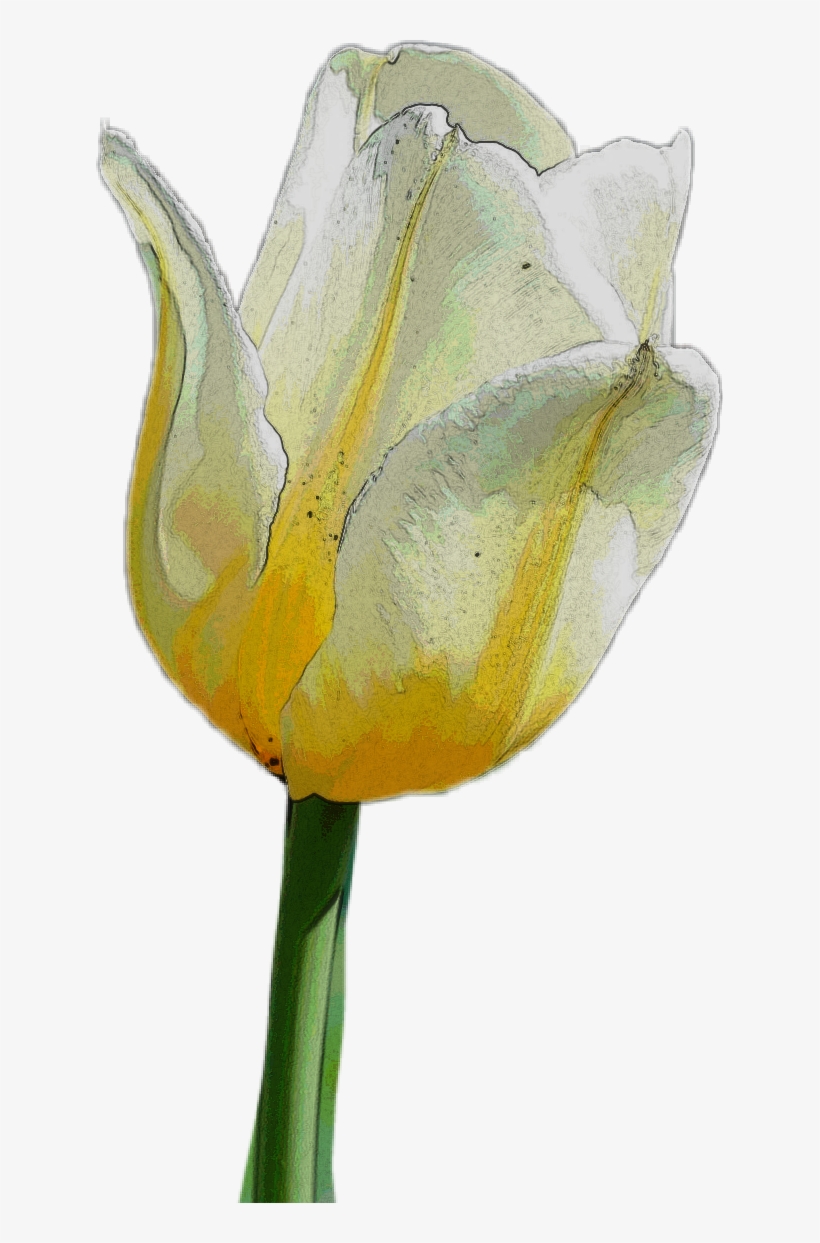 Report Abuse - Sprenger's Tulip, transparent png download