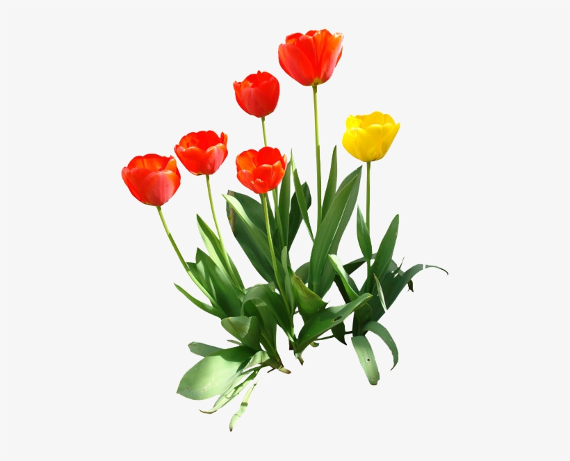 Tulip Png Transparent Image - Tulip Art Png, transparent png download