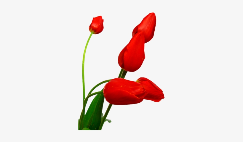 Red 5stemed-group - Family, transparent png download