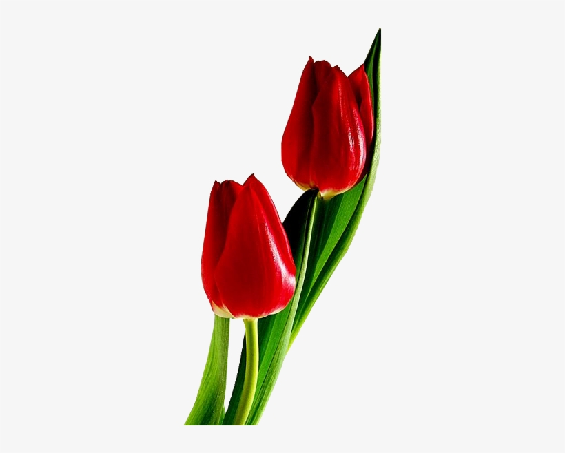 My Current Design Would Include 3 Red Tulips, 2 Butter - Red Tulips, transparent png download