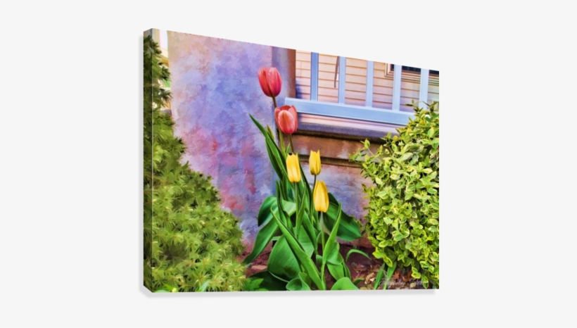 Painted Tulips Canvas Print - Rainbow Rose, transparent png download