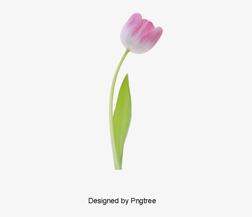 Tulip, Tulip Clipart, Flowers Png And Psd - Sprenger's Tulip, transparent png download