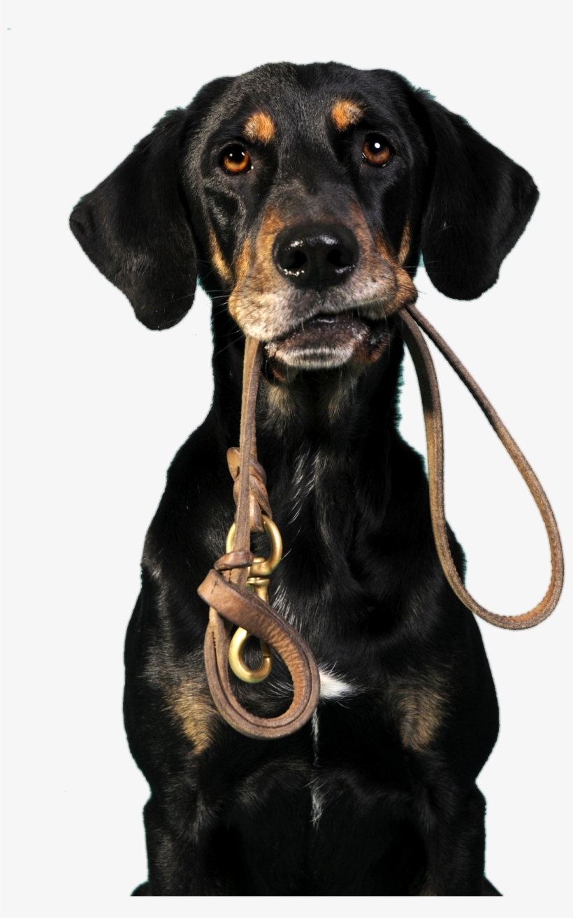 Dogholdingleash - - National Walk Your Dog Week 2017, transparent png download