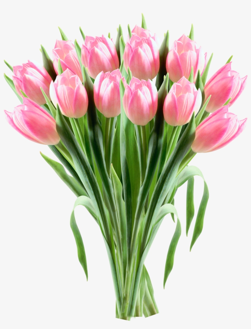 Transparent Tulips, transparent png download