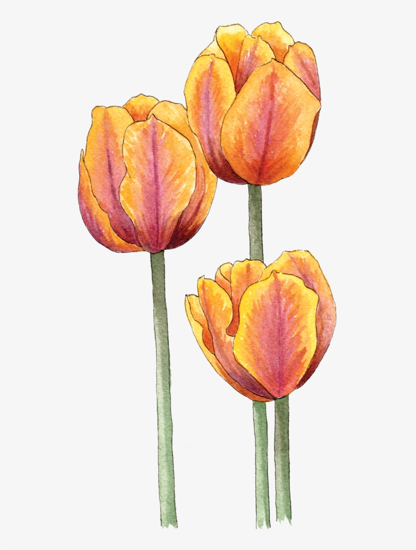 Illustration By Helen Krayenhoff - Sprenger's Tulip, transparent png download