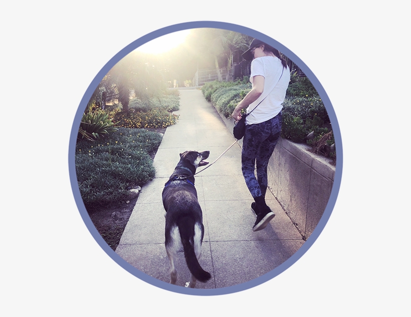 Dog Walking, transparent png download