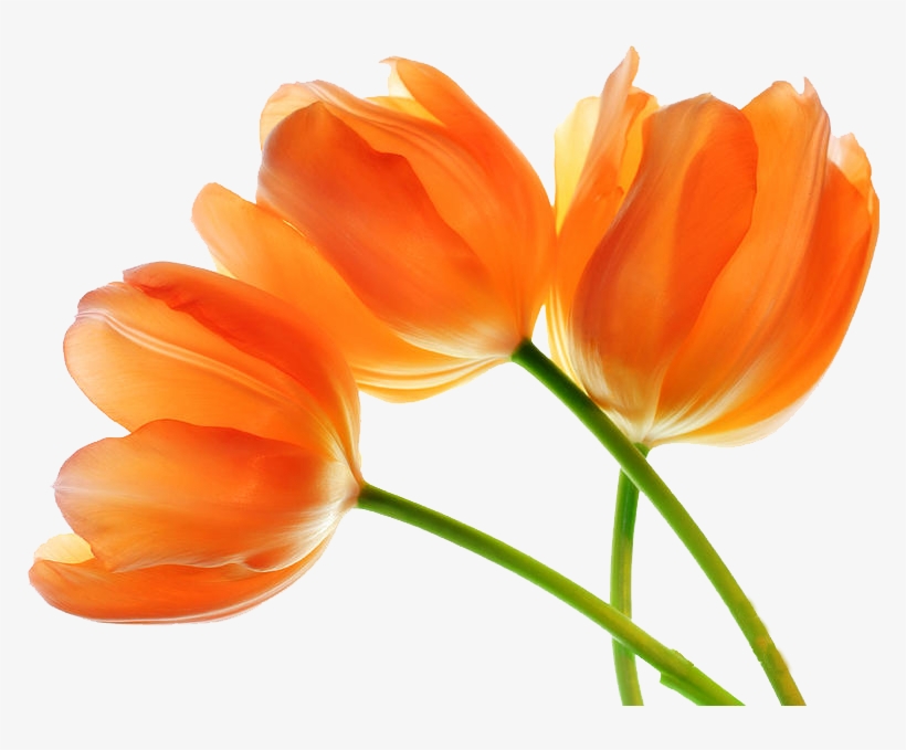 Tulip Png Images - Three Tulip Flowers With Paint Texture, transparent png download