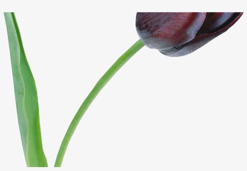 Large Black Tulip Png Clipart Flower Tulip Pinterest - Tulips Flowers, transparent png download