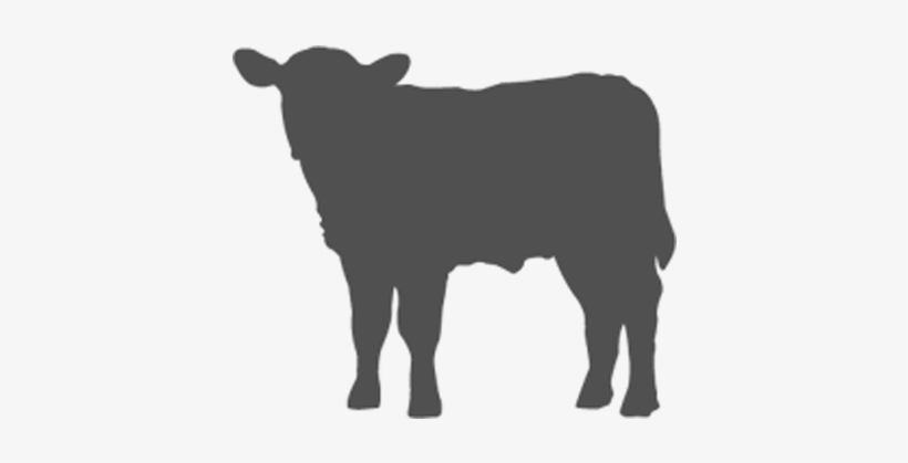 Stocker - Dairy Cow, transparent png download