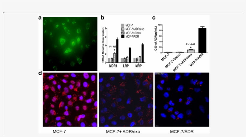 Adr/exo Transfer Chemoresistance To Recipient Cells - Breast Cancer, transparent png download