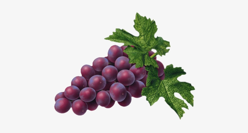 Pin By Ewa On Kwiaty - Red Grapes Clipart, transparent png download